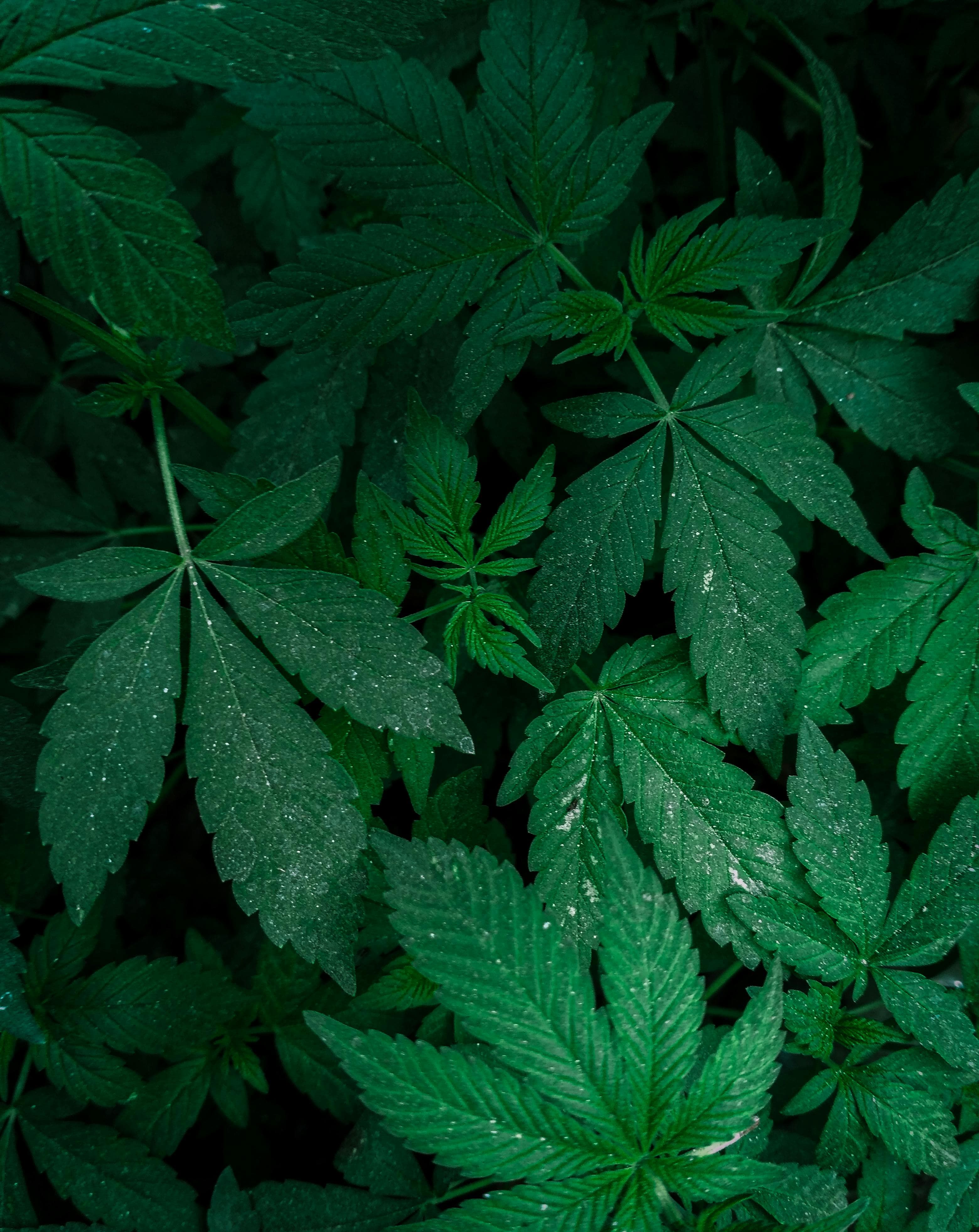 Cannabis leaves background