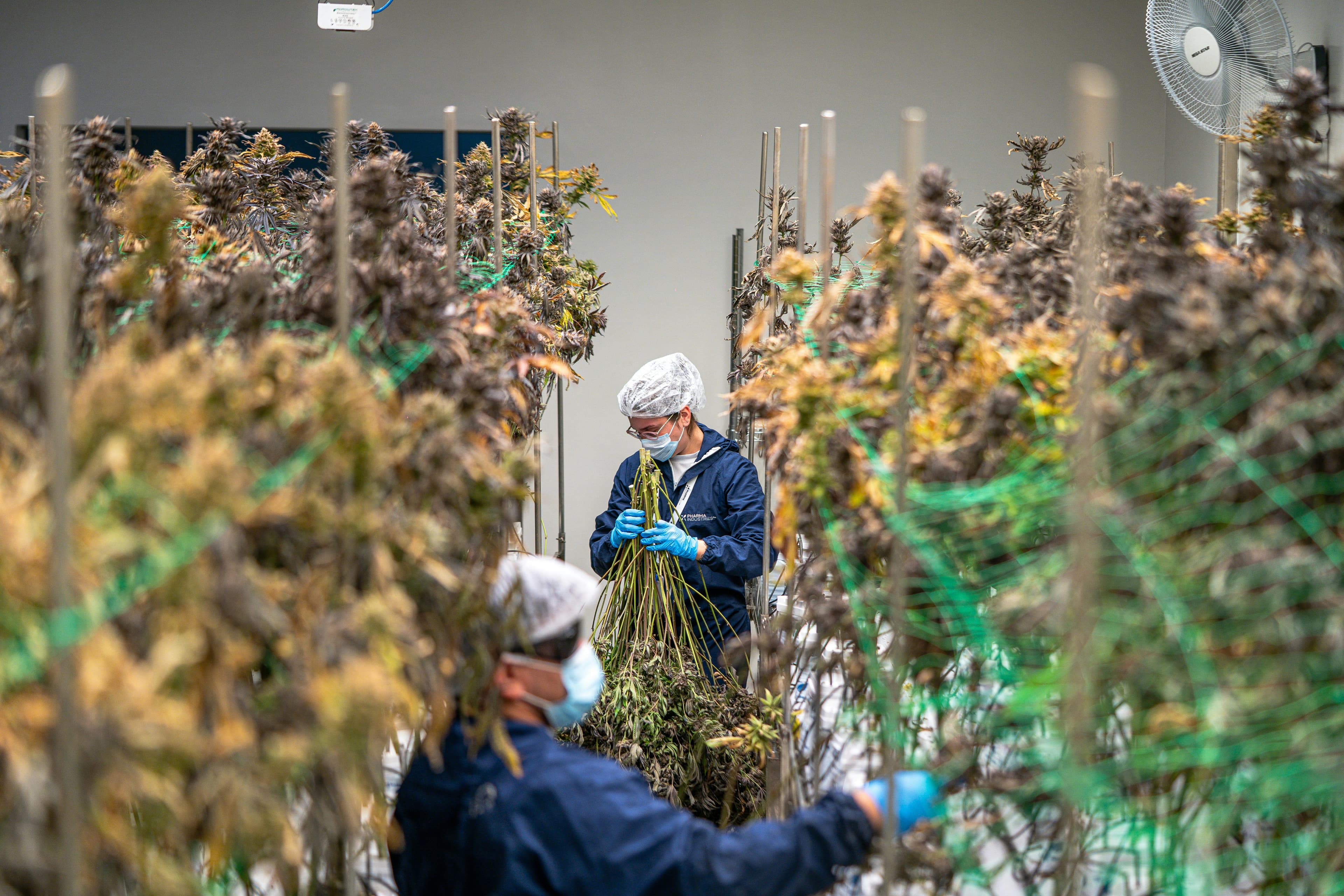 Greenfields team member working with cannabis plants