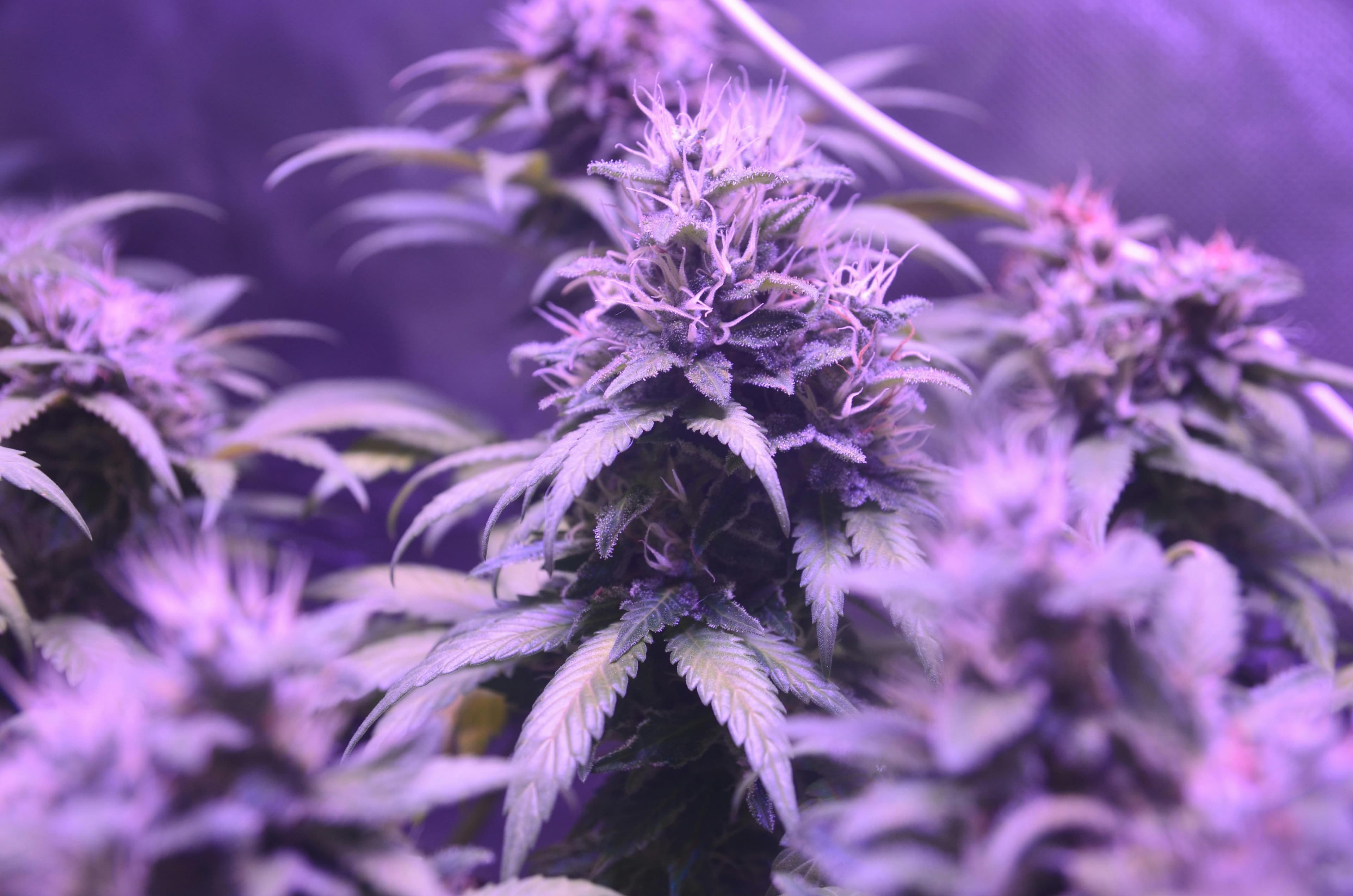 Cannabis plant close-up for terms and conditions
